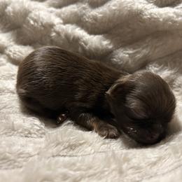 Hunter - Chocolate male Shih Tzu puppy in Trinity, North Carolina from Trinity Shih Tzu