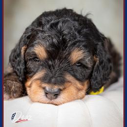 Bali - Black female Cockapoo puppy in Connersville, Indiana from Deaz Doodle Ranch