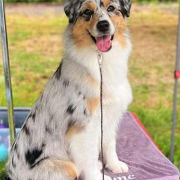 Australian Shepherd puppies from Rockhill Australian Shepherds