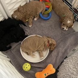 Assorted Doodle Crosses and Cockapoo Puppies from Frosty Acres Cockapoos and Doodles