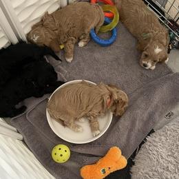 Assorted Doodle Crosses and Cockapoo Puppies from Frosty Acres Cockapoos and Doodles