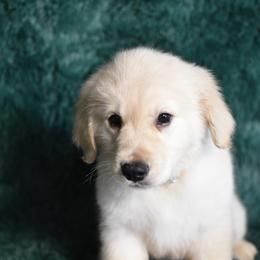 Honeybun (Yellow Collar Boy) - Light golden male Golden Retriever puppy in Peoria, Arizona from Dani’s Dawgs