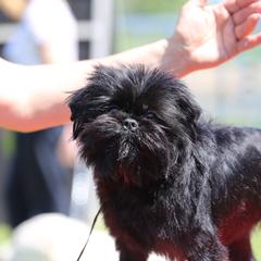 Gianna - Affenpinscher