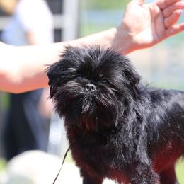 Gianna - Affenpinscher