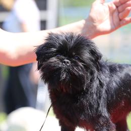 Gianna - Affenpinscher