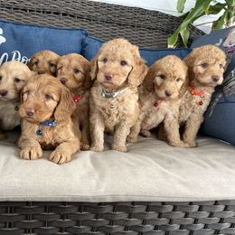 Double Doodle and Goldendoodle Puppies from My Favorite Doodle