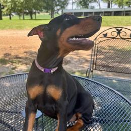 Jade - Black and rust female Doberman Pinscher puppy in Aplington, Iowa from Royal Dynasty Dobermann Kennel