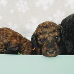 Labradoodles from Winter's Cocoa Pups