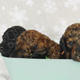 Labradoodles from Winter's Cocoa Pups