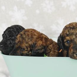 Labradoodles from Winter's Cocoa Pups