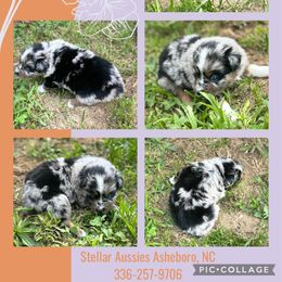 Gazoo - Blue merle Australian Shepherd puppy in Asheboro, North Carolina from Stellar Aussies