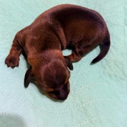Girl 2 - Red female Dachshund puppy in Fayetteville, North Carolina from Army of Dachshunds