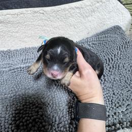 Kiwi - Tri-color male Bernedoodle puppy in Carmichaels, Pennsylvania from JensenBelle Doodles