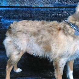 Aussiedoodles, Miniature American Shepherds, and Toy Australian Shepherds from Nelson's Aussies and Aussiedoodles