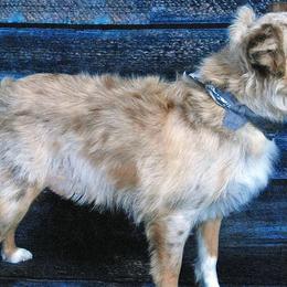 Aussiedoodles, Miniature American Shepherds, and Toy Australian Shepherds from Nelson's Aussies and Aussiedoodles
