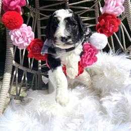 Aussiedoodle and Goldendoodle Puppies from Cuddly Doodles