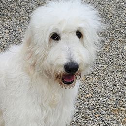 Sadie - Goldendoodle