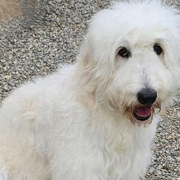 Sadie - Goldendoodle