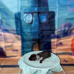 Karen - Blue female German Shepherd puppy in Magnolia, Texas from K & Q Shepherds