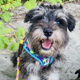 Miniature Schnauzer Puppies from Krystle's Miniature Schnauzers