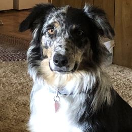 Deli - Australian Shepherd
