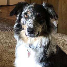 Deli - Australian Shepherd