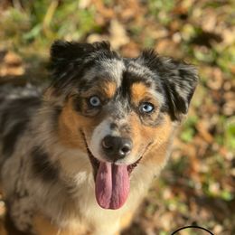 Lady - Toy Australian Shepherd