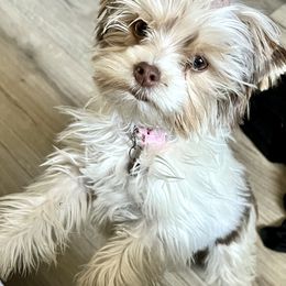 Fifi - Yorkshire Terrier