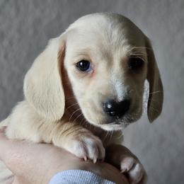 Red collar - Cream male Dachshund puppy in Pasco, Washington from Loyal Lil Dachshunds