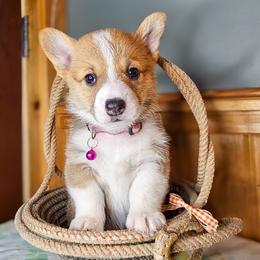Etta Stone - Red female Pembroke Welsh Corgi puppy in Fortine, Montana from North Star Pembroke Welsh Corgi's