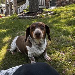 Martha - Dachshund