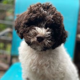 Red Girl - Brown roan Lagotto Romagnolo puppy in Westlake, Oregon from Premier Truffles