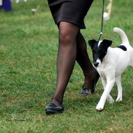 Smooth Fox Terrier All Grown Up from Tocoa Smooth Fox Terriers