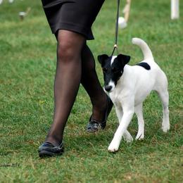 Smooth Fox Terrier All Grown Up from Tocoa Smooth Fox Terriers