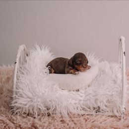 Teddy - Chocolate and tan male Dachshund puppy in Knox City, Missouri from Brittney's Dachshunds