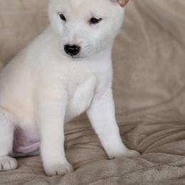 Cream male - Cream male Shiba Inu puppy in Warren County, New Jersey from Yellow Gate Kennel