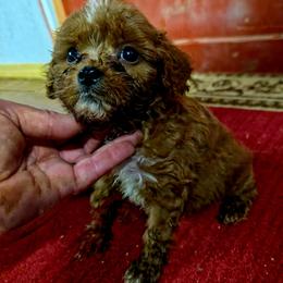 Copper - Red male Cavapoo puppy in Arkansas from Brew House
