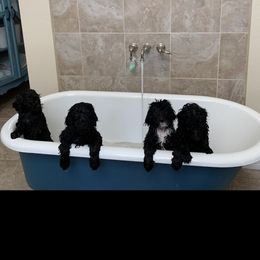 Chloe - Sheepadoodle puppy from Riley Grace Puppies