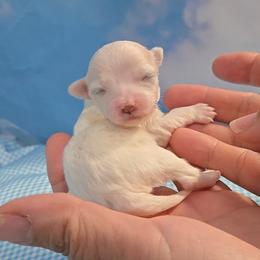 Demi - White female Maltese puppy in Aurora, Missouri from KnJ Precious Paws LLC