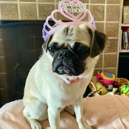Pug Puppies from Hatfield Pugs