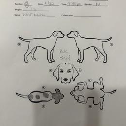 Wolf moon - Black and white male German Shorthaired Pointer puppy in San Antonio, Texas from Alvarado Farm Kennels, LLC