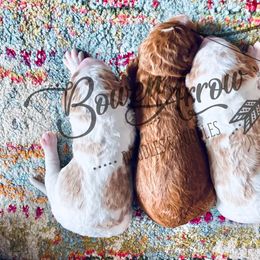 Aussiedoodles and Goldendoodles from BowenArrow Doodles and poodles