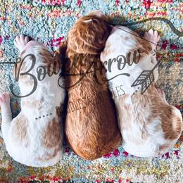 Aussiedoodles and Goldendoodles from BowenArrow Doodles and poodles