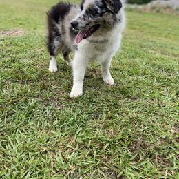 Miniature Australian Shepherd Puppies from Circle D Miniature Australian Shepherds