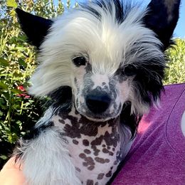 Black Tie Affair (Tye) - Black and white Chinese Crested puppy in Dublin, California from Show Style Chinese Cresteds