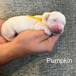 Pumpkin - Light golden female Golden Retriever puppy in Conroe, Texas from Tails of Cypress