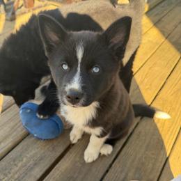 Abby - Black and white female Pomsky puppy in La Vergne, Tennessee from Atencio Pomsky