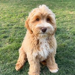 Grey Boy - Caramel cream male Australian Labradoodle puppy in West Union, South Carolina from Golden Corner Labradoodles, LLC