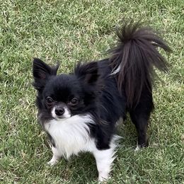 Louie - Chihuahua