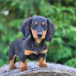 Gandolf is 3000 dollars - Black and tan male Dachshund puppy in Crystal, Michigan from Mare-bella Dachshunds